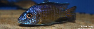 Aulonocara stuartgranti &#39;Mkondowe&#39;