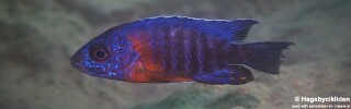 Aulonocara stuartgranti &#39;Nametumbwe&#39; Aulonocara hansbaenschi &#39;Nametumbwe&#39;