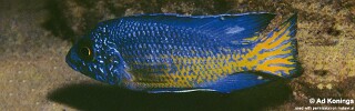 Aulonocara stuartgranti &#39;Ngara&#39;
