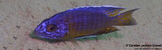 Aulonocara stuartgranti &#39;Nkhata Bay&#39;