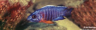 Aulonocara stuartgranti &#39;Nkhungu Reef&#39; Aulonocara hansbaenschi &#39;Nkhungu Reef&#39;