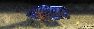 Aulonocara stuartgranti &#39;Ntekete&#39; Aulonocara hansbaenschi &#39;Ntekete&#39;