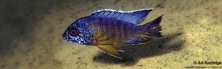 Aulonocara stuartgranti &#39;Ntumba&#39;