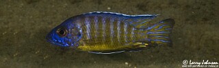 Aulonocara stuartgranti &#39;Ruarwe&#39;