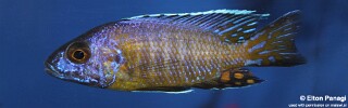 Aulonocara stuartgranti &#39;Sanga&#39;