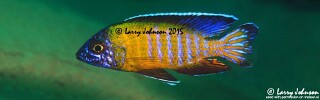Aulonocara stuartgranti &#39;Tchinga Reef&#39;