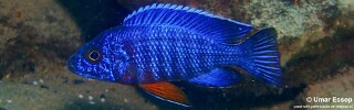 Aulonocara stuartgranti &#39;Thumbi West Island&#39;