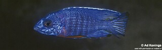 Aulonocara stuartgranti &#39;Tumbi Point&#39;
