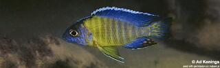 Aulonocara stuartgranti &#39;Undu Reef&#39; Auloocara Blue Neon