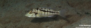Buccochromis heterotaenia &#39;Masinje&#39;