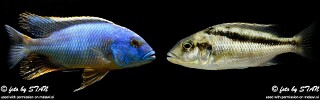 Buccochromis heterotaenia (unknown locality)