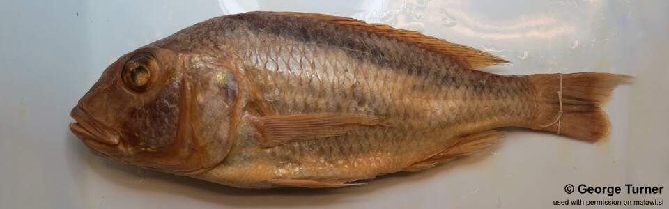 Buccochromis oculatus 'South East Arm'