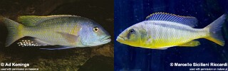 Buccochromis rhoadesii (unknown locality)