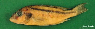 Buccochromis sp. &#39;large mouth&#39;