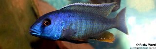 Buccochromis spectabilis &#39;Itungi&#39;