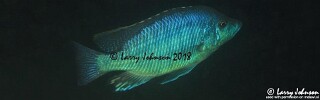 Caprichromis liemi &#39;Boadzulu Island&#39;