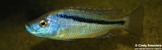 Caprichromis orthognathus (unknown locality)