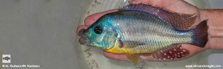 Cheilochromis euchilus &#39;Matema&#39;