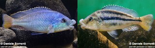Cheilochromis