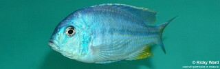 Chilotilapia rhoadesii &#39;Boadzulu Island&#39;