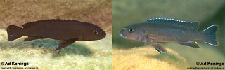 Chindongo ater Pseudotropheus ater