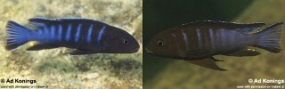 Chindongo bellicosus Pseudotropheus sp. ‘elongatus aggressive’ Pseudotropheus sp. ‘elongatus slab’