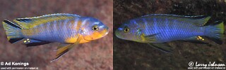 Chindongo cyaneus Pseudotropheus cyaneus