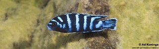 Chindongo demasoni &#39;Ndumbi Point&#39;