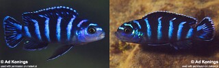 Chindongo demasoni Pseudotropheus demasoni
