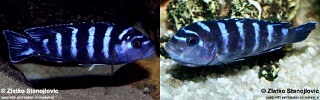 Chindongo demasoni (unknown locality)