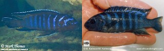 Chindongo elongatus Pseudotropheus elongatus