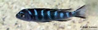 Chindongo elongatus &#39;Chiwindi&#39;