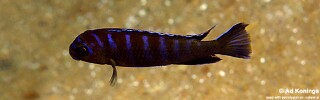 Chindongo elongatus &#39;Hongi Island&#39;