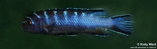 Chindongo elongatus &#39;Liuli&#39;