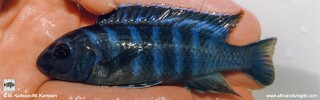 Chindongo elongatus &#39;Mbamba Bay&#39;