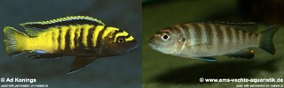 Chindongo flavus Pseudotropheus flavus