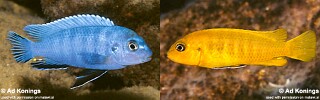 Chindongo heteropictus Pseudotropheus heteropictus