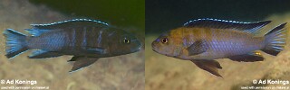 Chindongo longior Pseudotropheus longior