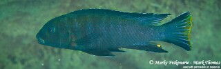 Chindongo longior &#39;Higga Reef&#39;