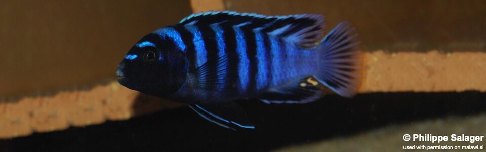 Chindongo minutus 'Ruarwe'