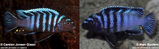 Chindongo minutus Pseudotropheus minutus