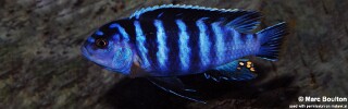 Chindongo minutus &#39;Mbowe Island&#39;