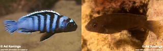 Chindongo minutus &#39;Nkhata Bay&#39;