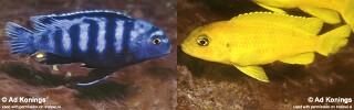 Chindongo saulosi Pseudotropheus saulosi