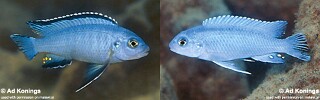 Chindongo socolofi Pseudotropheus socolofi