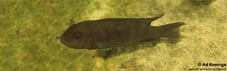 Chindongo sp. &#39;aggressive brown&#39; Mumbo Island