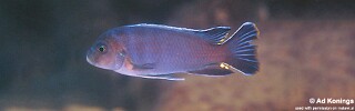 Chindongo sp. &#39;aggressive zebra likoma&#39; Ndumbi Rocks