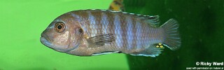 Chindongo sp. &#39;aggressive zebra mbenji&#39; Mbenji Island
