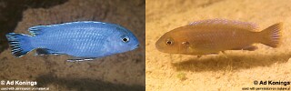 Chindongo sp. &#39;burrower&#39; Nakantenga Island