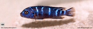 Chindongo sp. &#39;demasoni mozambique&#39; Midnight demasoni